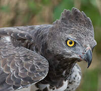 Martial Eagle