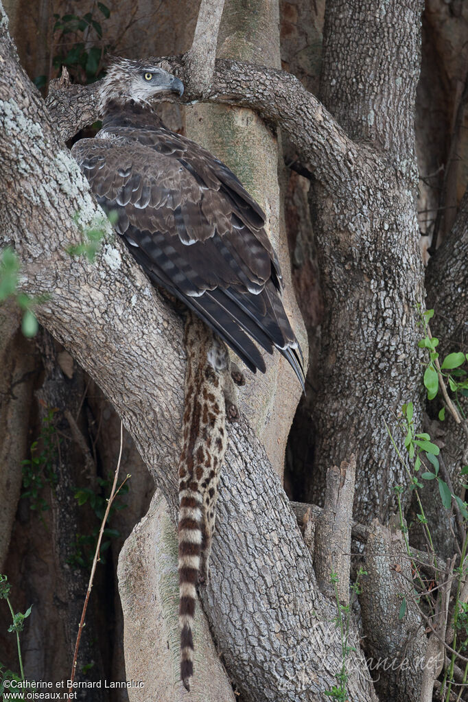 Martial Eagleimmature, fishing/hunting