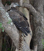 Martial Eagle