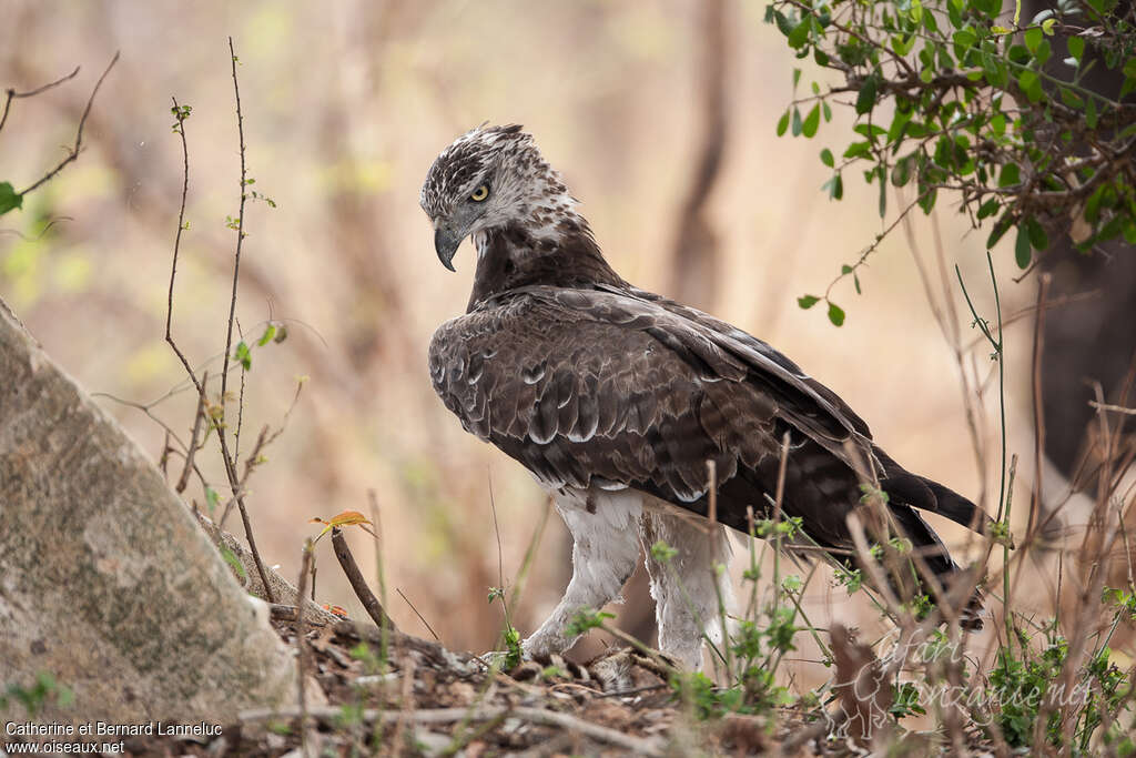 Martial Eagleimmature, identification, fishing/hunting