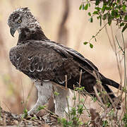 Martial Eagle