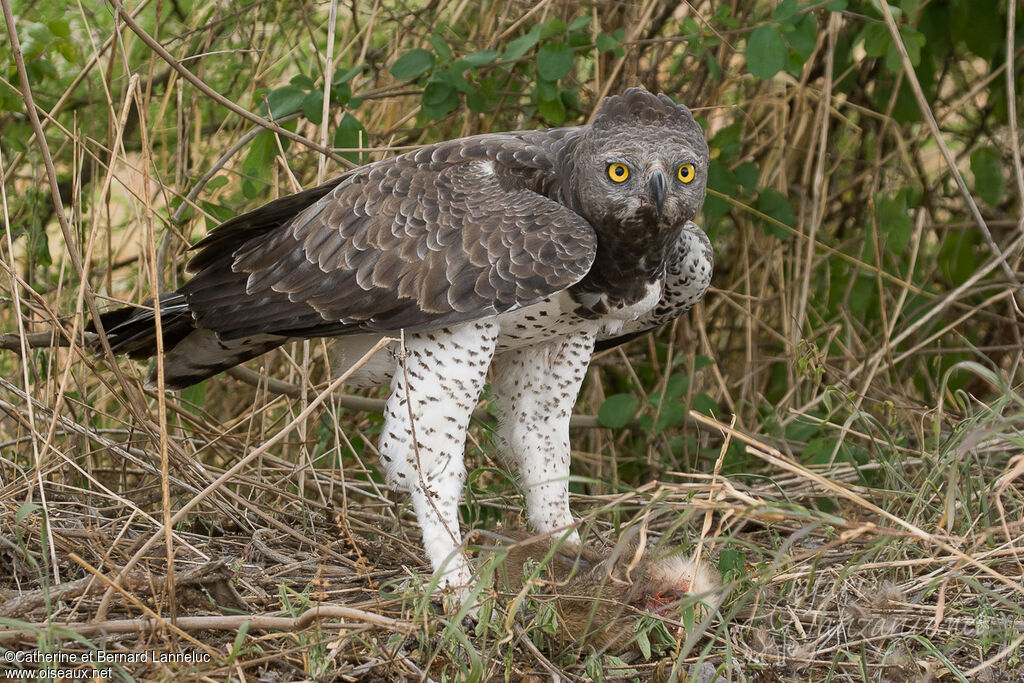 Aigle martialsubadulte, régime, pêche/chasse, Comportement