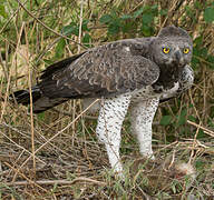 Martial Eagle