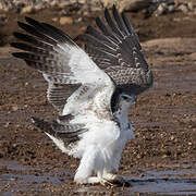 Martial Eagle