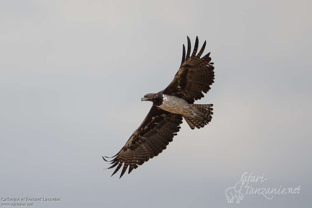 Aigle martialadulte, Vol