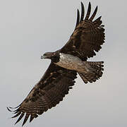 Martial Eagle