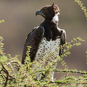 Martial Eagle