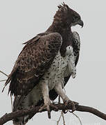 Martial Eagle