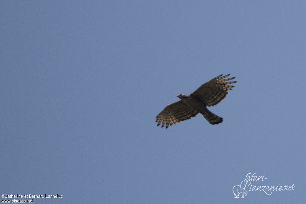 Mountain Hawk-Eagle