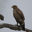 Aigle pomarin