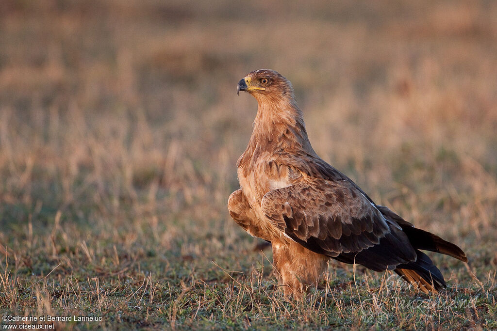 Aigle ravisseuradulte, identification