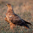 Aigle ravisseur