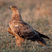 Tawny Eagle