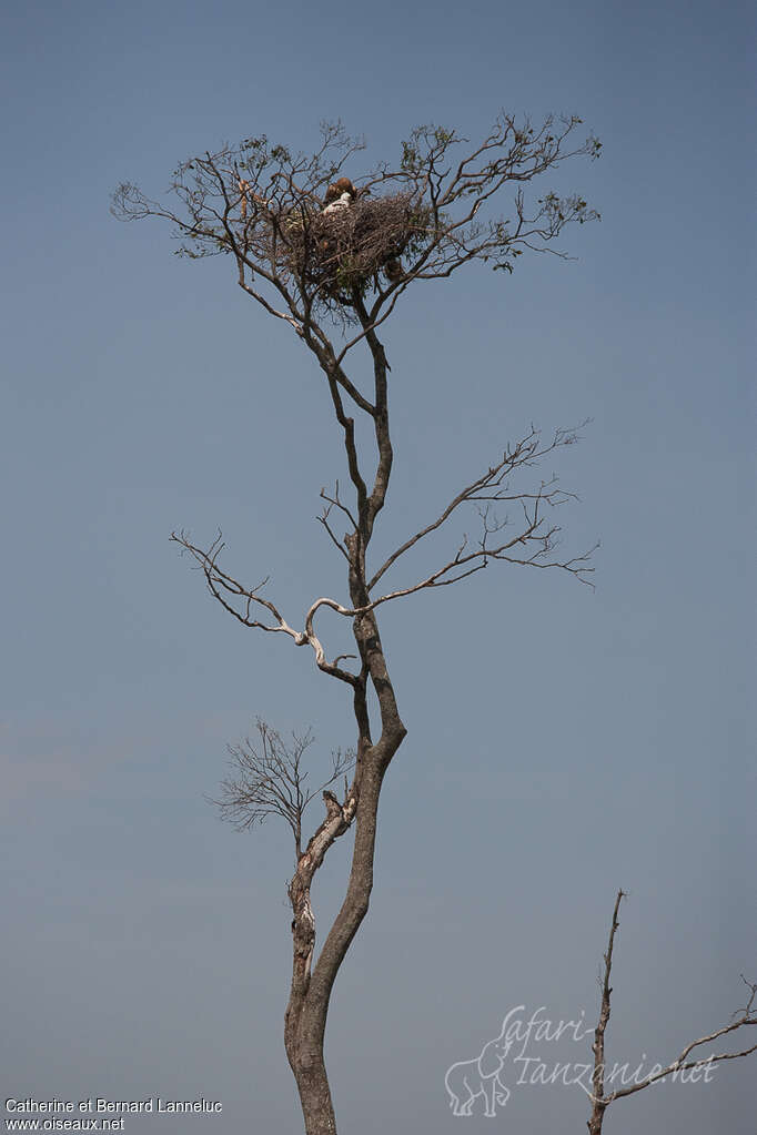 Tawny Eagle, habitat, Reproduction-nesting