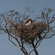 Tawny Eagle