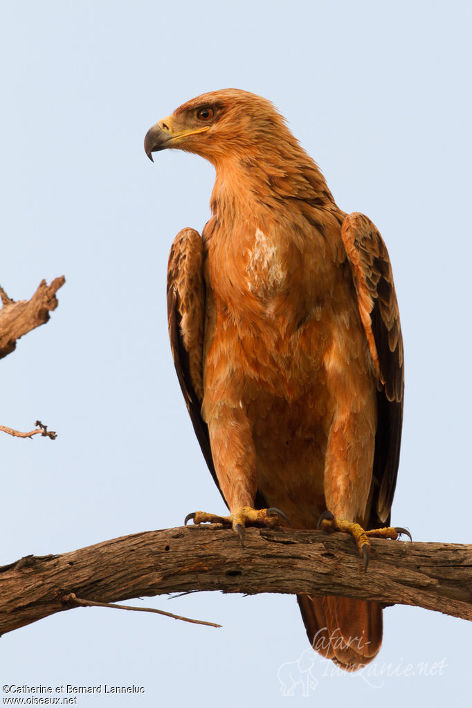 Tawny Eagleadult, identification