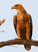 Tawny Eagle