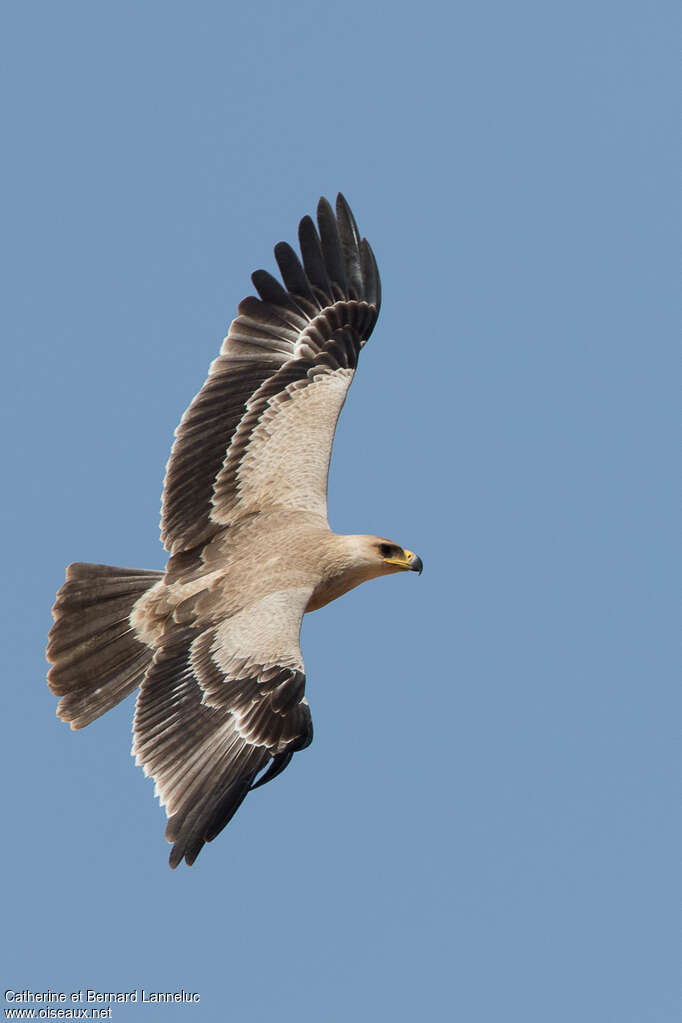 Aigle ravisseurjuvénile, Vol