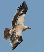 Tawny Eagle