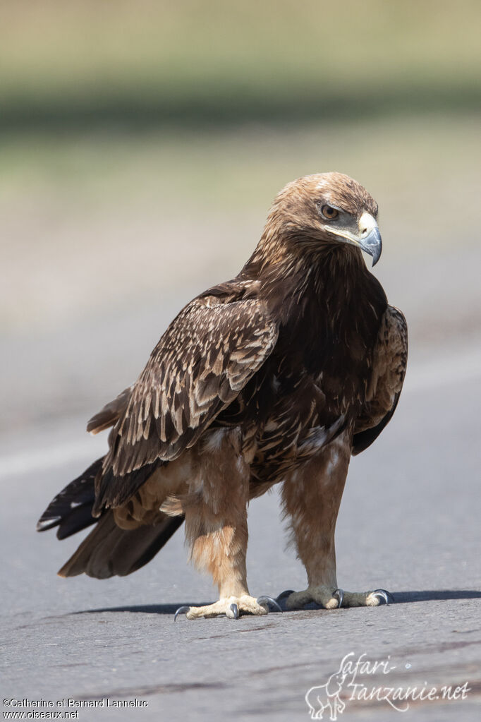 Aigle ravisseuradulte, identification