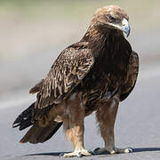 Tawny Eagle