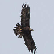 Golden Eagle