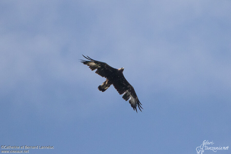 Golden Eagleimmature, Flight