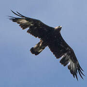 Golden Eagle