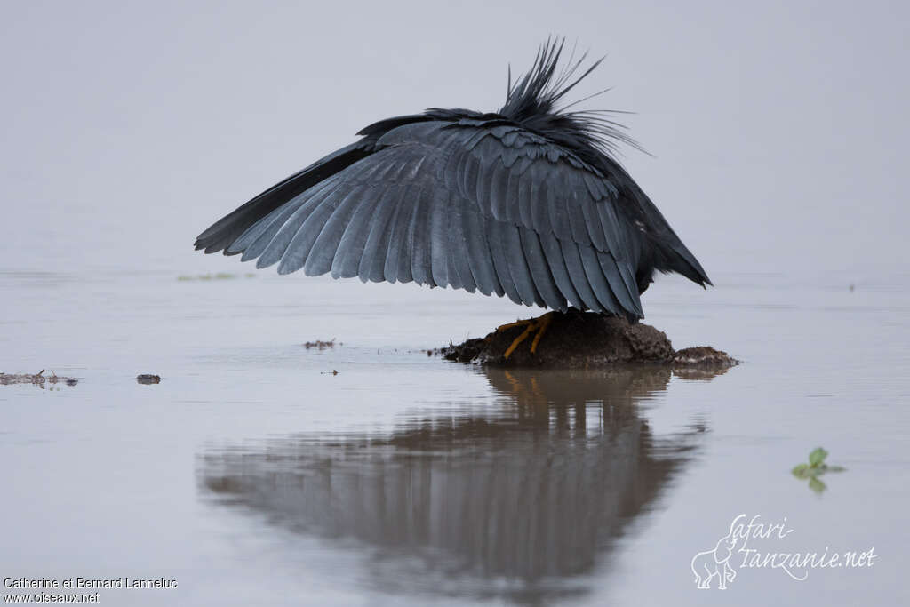 Black Heronadult, fishing/hunting, Behaviour