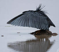 Aigrette ardoisée