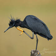 Aigrette ardoisée