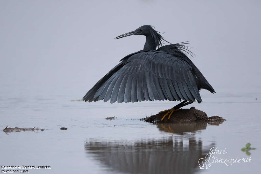 Aigrette ardoiséeadulte, pêche/chasse