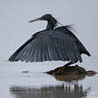 Aigrette ardoisée