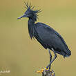 Aigrette ardoisée