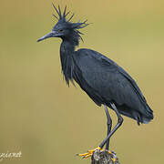 Black Heron