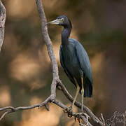 Aigrette bleue