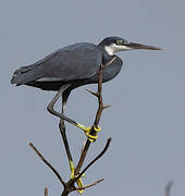 Western Reef Heron