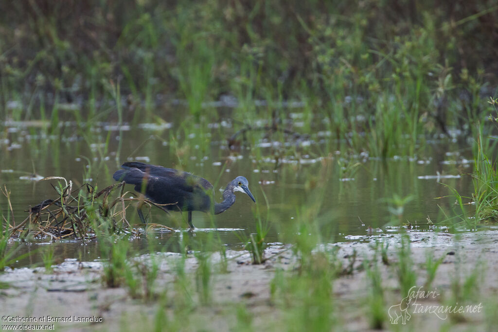Dimorphic Egretadult