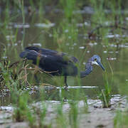 Dimorphic Egret