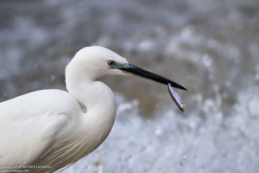 Little Egretadult, feeding habits, fishing/hunting