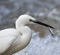 Aigrette garzette