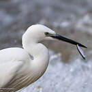 Little Egret