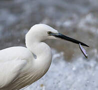 Little Egret