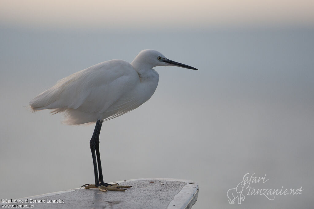 Aigrette garzetteadulte internuptial, identification