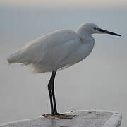 Aigrette garzette