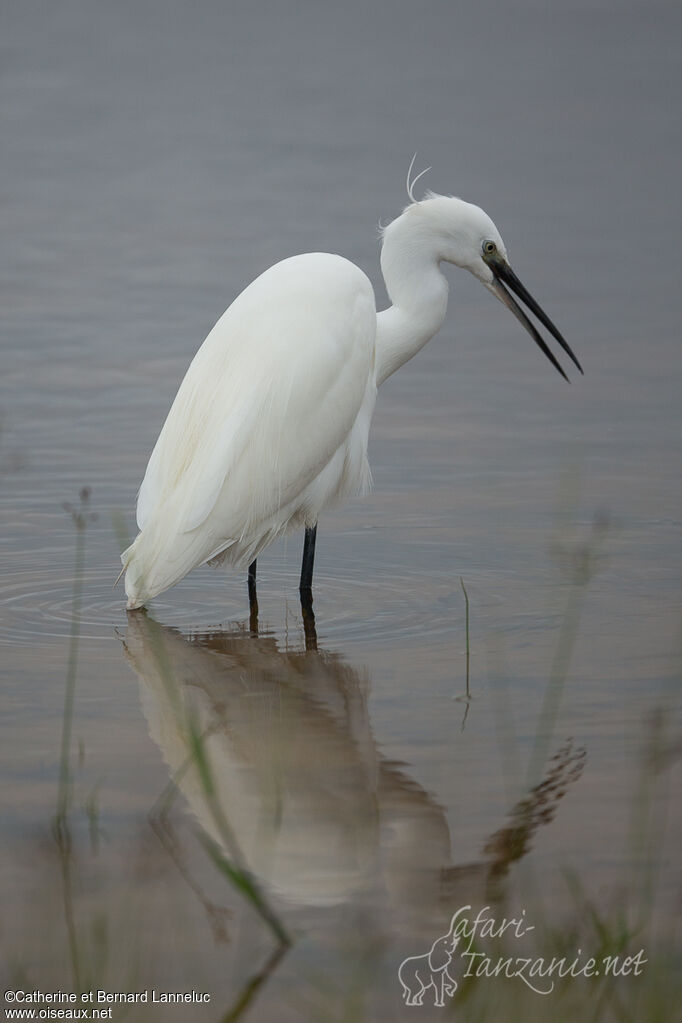 Little Egretadult, identification