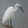 Aigrette garzette