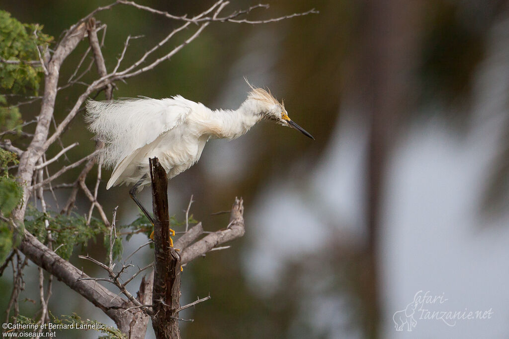 Aigrette neigeuseadulte nuptial, soins, Comportement