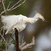 Aigrette neigeuse