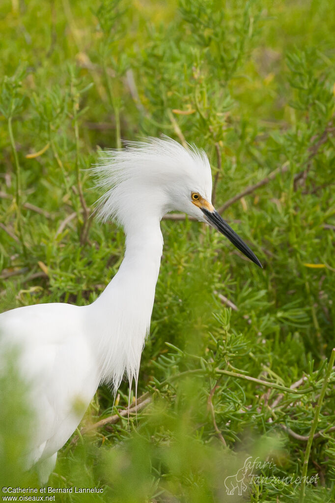 Snowy Egretadult breeding, close-up portrait